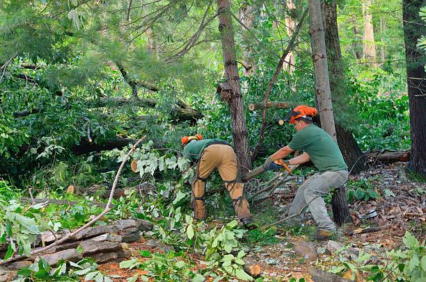 Best Tree Stump Removal  in Corrigan, TX